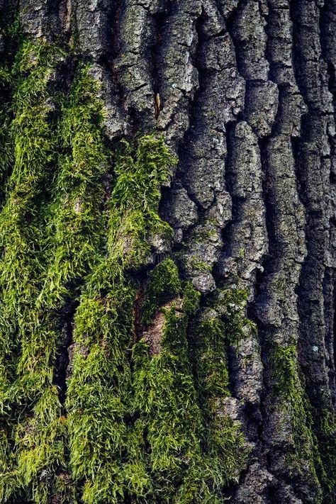 Tree bark with moss, close-up texture royalty free stock photography Texture In Nature Photography, Photography Texture Ideas, Moss In Nature, Up Close Nature Photography, Close Up Texture Photography, Organic Texture Nature, Pattern And Texture Photography, Close Up Natural Forms, Textures Of Nature