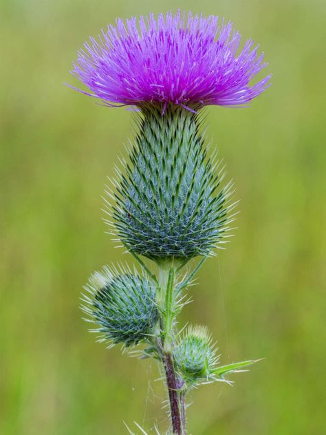 Cirsium vulgare (Spear Thistle) is a tall, biennial or short-lived monocarpic Thistle, forming a rosette of leaves and a taproot up to... Creeping Thistle, Weird Flowers, Thistle Plant, Flower References, Scotland National Flower, Scottish Flowers, Plants Uk, Purple Stuff, Blue And Purple Flowers