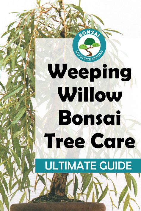 Willow Bonsai Tree, Weeping Bonsai, Weeping Willow Bonsai, Willow Bonsai, Bonsai Fruit Tree, Bonsai Making, Bonsai Diy, Bonsai Forest, Weeping Fig