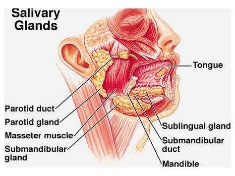 Digestive Anatomy, Happy Birthday Mom Poems, Glossopharyngeal Nerve, Hypoglossal Nerve, Facial Veins, Salivary Glands, Internal Carotid Artery, Parotid Gland, Lymph Vessels