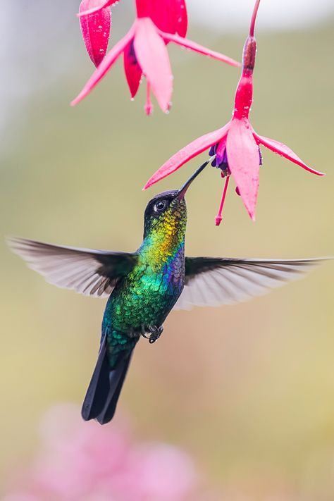 Hummingbird Symbolism, Bird And Flower Tattoo, Hummingbird Drawing, Hummingbirds Photography, Hummingbird Photos, Animals Tattoo, Tattoo Nature, Hummingbird Pictures, Hummingbird Painting