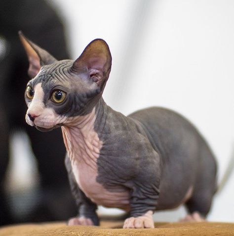 El bambino es un gato sin pelo con patas cortas, surgido del cruce del sphynx con gatos munchkin! Gato Munchkin, Sphynx Cat, Sphynx, Cat Breeds, Cute Animals, Dogs, Makeup, Animals, Hair