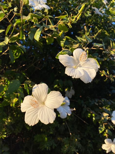 stunning white hibiscus tree at sunset Italy Flowers Aesthetic, White Hibiscus Flower Aesthetic, Flowers Vision Board, Summer White Aesthetic, Flower Beach Aesthetic, Flower Summer Aesthetic, Tropicalcore Aesthetic, White Summer Aesthetic, Hibiscus Flower White