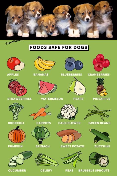 What To Add To Dog Food, Dog Barf Diet, Dog Friendly Vegetables, Dog Food Allergy Diet, Green Bean Dog Treats, Dog Safe Vegetables, Can Dogs Eat Carrots, Organic Cat Food, Dog Diet Plan