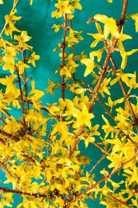 Forsythia Painting, Forsythia Arrangement, Yellow Forsythia, Power Painting, Forsythia Bush, Yellow Spring Flowers, Painting References, Spring Mood, Watercolor Flower Art