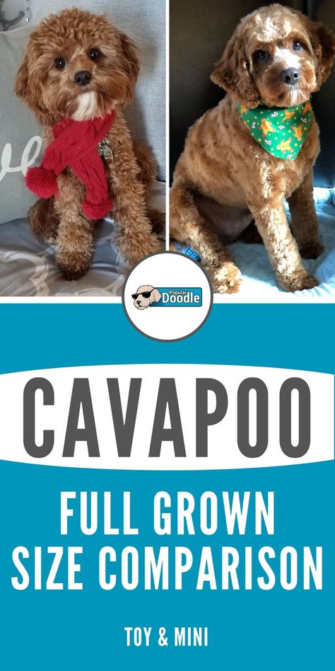 How big do Cavapoos get? Learn all about Cavapoo size and how large a Cavapoo full grown will be. Toy and Mini Cavapoo sizes are both included! #cavapoo #cavapoos #cavoodle #cavoodles #cavapoosizes #cavapoopuppy #toycavapoo #minicavapoo #teacupcavapoo Cavapoo Black And White, Cockerpoo Full Grown, Cavapoo Full Grown, Mini Cavapoo, Mini Cockapoo, Doodle Dog Breeds, Poodle Mix Breeds, Poodle Mix Puppies, Cavapoo Dogs