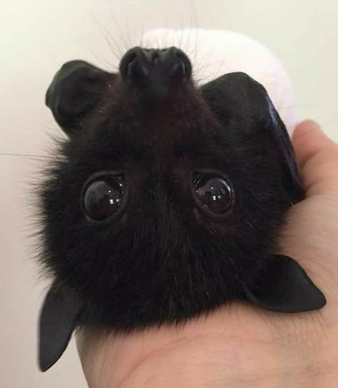 What a very cute baby bat Bat Animal, Fruit Bat, Baby Bats, Cute Bat, Black Bat, Puppy Care, Silly Animals, Cute Creatures, Cute Little Animals