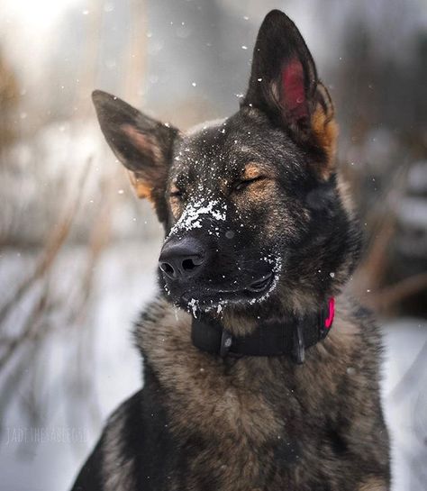 GSD-Jade Face Dog, Dog German, Funny Face, German Shepherds, The Snow, German Shepherd, A Dog, Funny