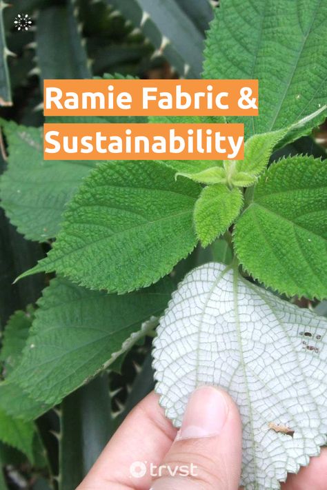 Ramie Fabric, Asian Textiles, Cellulose Fiber, Sustainable Fabric, Textile Industry, Plant Fibres, Eco Fashion, Sustainable Fabrics, Pros And Cons