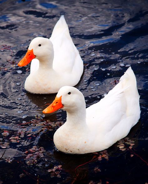 A pair of Pekin Ducks in Auburn, AL | Flickr - Photo Sharing! Pekin Ducks, Duck Feed, Pekin Duck, Golden Corral, Duck Breeds, Duck Pictures, What The Duck, Pet Ducks, Duck Dynasty