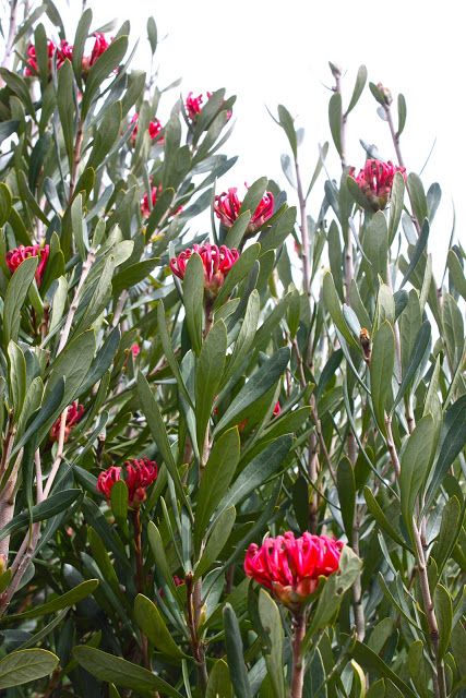 Swallows Nest Farm: Tasmanian Waratahs Water Wise Plants, Australian Trees, Australian Natives, Native Gardens, Australian Native Garden, Australian Wildflowers, Hillside Garden, Plant Study, Australian Flowers