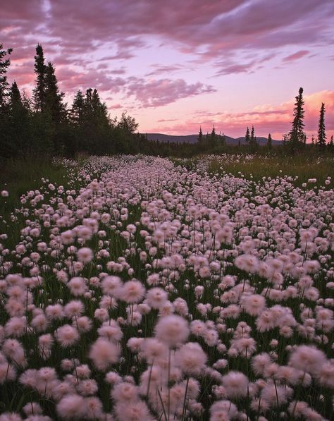 The Back, Pink Flowers, Trees, Purple, Flowers, Pink, White, Instagram