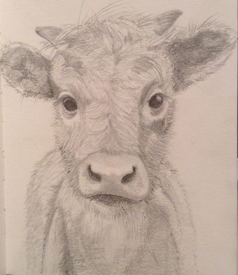 Cow Sketches Pencil, Pencil Sketches Of Animals Easy, Sheep Drawing Realistic, Farm Sketches Pencil, Cow Drawings Sketches, Cow Drawing Realistic, Cow Drawing Pencil, Farm Animal Sketches, Cow Sketch Easy