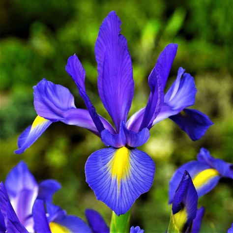 Pretty Iris and Tulip Combo Blue Iris Flowers, Iris Bulbs, Crocosmia Lucifer, Dutch Iris, Red Amaryllis, Freesia Flowers, Blue Willow China, Flower Identification, Visual Library