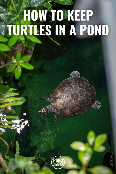 To keep turtles healthy, happy, and from running away, you have to provide the right habitat. Learn how to keep turtles in a pond with these important tips! Outdoor Pond For Turtles, Backyard Turtle Pond Ideas, Above Ground Turtle Pond, Outdoor Turtle Habitat Diy Pond Ideas, Turtle Pond Ideas Outdoor, Aquatic Turtle Habitat Ideas Outdoor, Turtle Pond Diy, Turtle Ponds Backyard, Turtle Ponds Backyard Diy