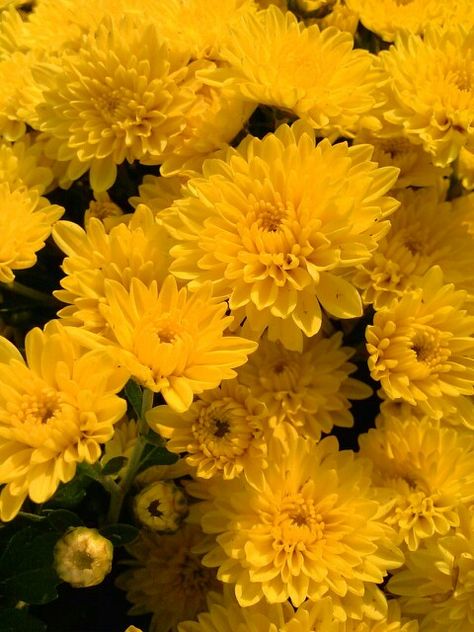 Fall mums Plant Mums In Ground, Heirloom Mums, Autumn Mums, Yellow Chrysanthemum Aesthetic, Yellow Mums, Front Flower Beds, Fall Mums, Golden Harvest, Flower Bed