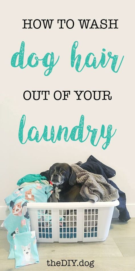 How to Wash Dog Hair Out Of Clothes and Blankets Get Dog Smell Out Of Blankets, Dog Hair Cleaning, Dogs House, Dog Hair Removal, Hair Cleaning, Dog Blankets, Dog Smells, Cheap Dogs, Pet Cleaning