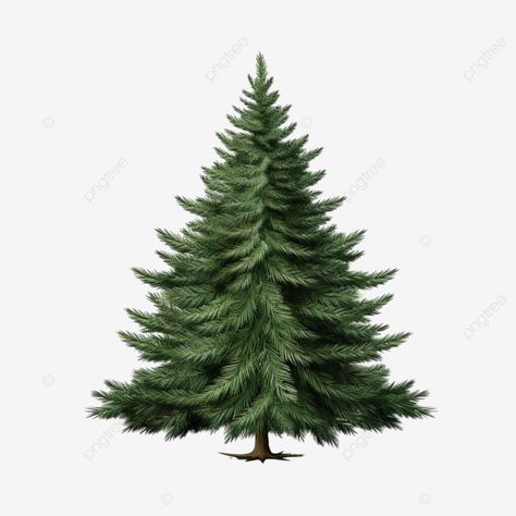 christmas tree realistic green fir branches merry christmas illustration christmas illustration pn Merry Christmas Illustration, Christmas Tree Logo, Christmas Tree Illustration, Illustration Christmas, Christmas Tree Png, Christmas Tree Art, Transparent Image, Tree Illustration, Fir Tree