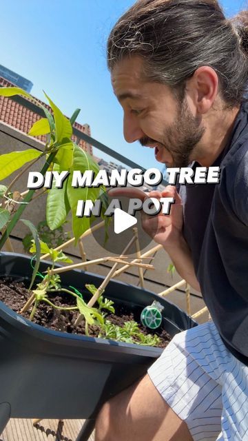 How To Grow Mango, Mango Plant From Seed, How To Grow A Mango Tree From Seed, Growing Mango From Seed, Tree In A Pot, Mango Plant, Creative Explained, Yard Art Crafts, Windowsill Garden