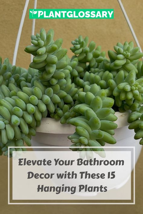 Bathrooms offer a unique environment where certain plants can flourish. This guide presents 15 striking hanging plants that are perfect for adding greenery to your bathroom. From trailing vines to lush ferns, these plants thrive in humidity and low light, making them ideal for bathrooms. Learn which plants will do best in your space and how to care for them, transforming your bathroom into a verdant oasis. Hanging Plant For Bathroom, Ferns In Bathroom, Hanging Bathroom Plants, Fern In Bathroom, Hanging Plants In Bathroom, Dangling Plants, Plants In Bathrooms, Best Hanging Plants, Plants For Bathroom