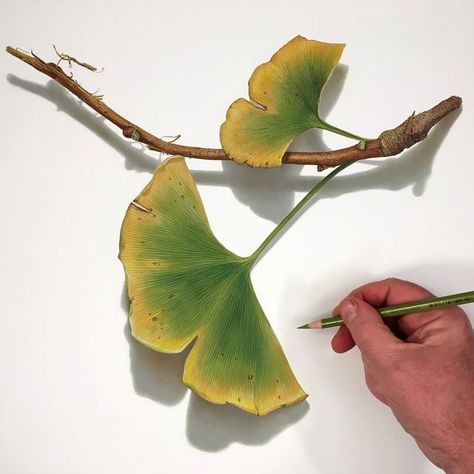 Ginkgo Branch, Intro To Art, Ginkgo Tree, Ginkgo Leaves, Ginkgo Leaf, Colored Pencil Drawing, Tree Drawing, Color Pencil, The Unexpected