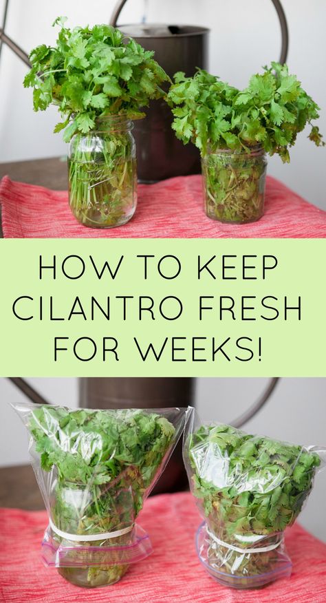 How to Keep Cilantro Fresh For Weeks Store Cilantro, Nutrition 101, Plantarea Legumelor, Kebun Herbal, Preserving Herbs, Vegetable Patch, نب�اتات منزلية, Herbs Indoors, Think Food