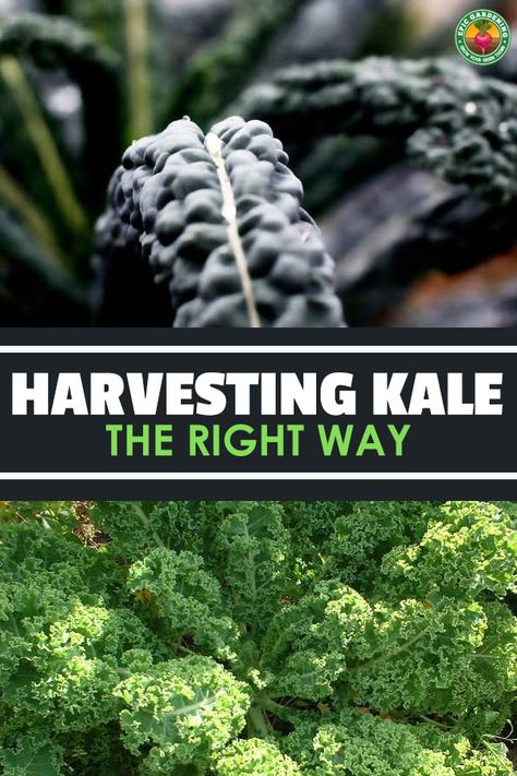 How To Harvest Kale, Kale Garden, Harvest Kale, Grow Kale, School Greenhouse, Harvesting Kale, Germinate Seeds, Kale Plant, Growing Kale