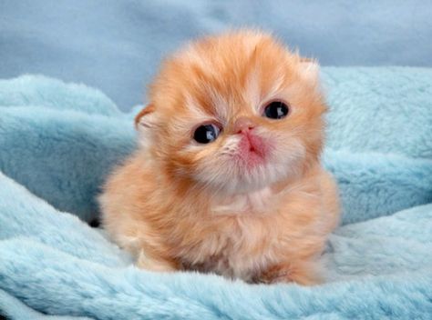 It is almost as if she wishes to kiss us! I can't handle it! ❤️❤️❤️ Cutest Kittens Ever, Small Kittens, Newborn Kittens, Persian Kittens, Baby Animals Pictures, Kitten Pictures, Haiwan Peliharaan, Baby Kittens, Little Kittens