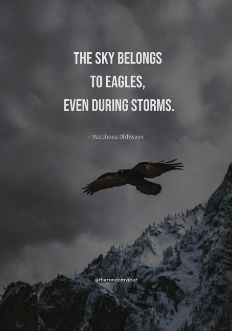 Eagles Quotes Inspirational, Eagle Sayings, Eagle Quotes Inspiration, Quotes Eagle, Eagle Motivation, Eagle Mentality, Eagle Quotes, Eagles Quotes, Dangerous Person