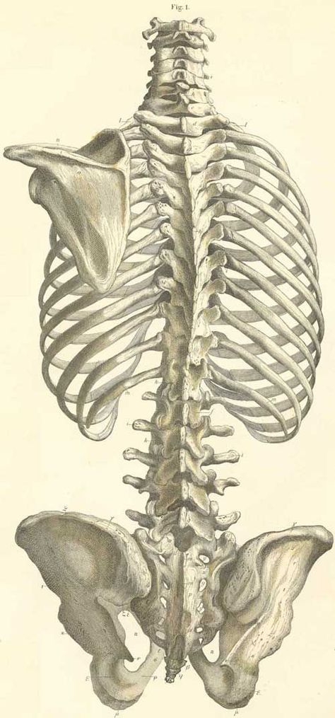 The bones of the trunk with the left scapula, seen from the back. Spine Reference, Anatomy Pictures, Human Torso, Skeleton Anatomy, Male Figure Drawing, Leipzig Germany, Human Skeleton, Human Figure Drawing, Human Anatomy Art