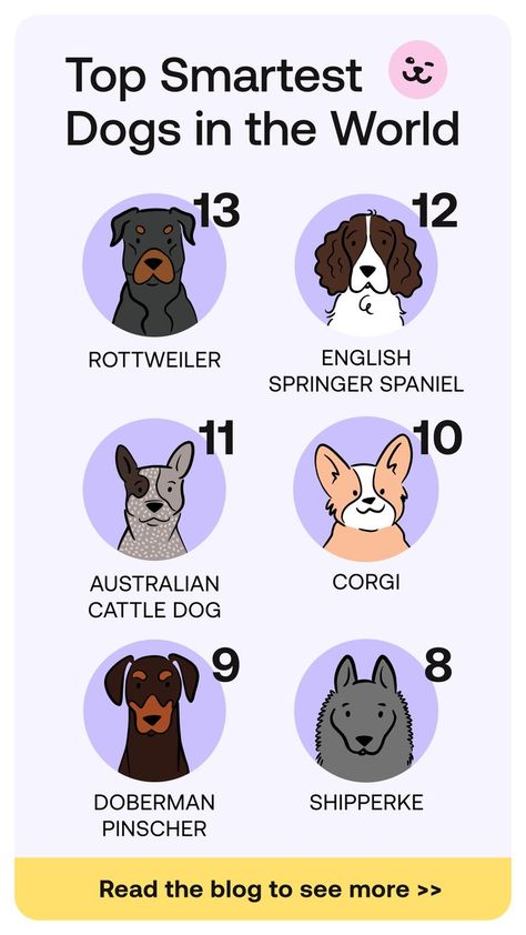 Smart Dog Breeds, Where To Pet A Dog, Animal Sidekicks, Dog Bookmarks, Dog Breeds Chart, Facts About Dogs, Friendly Dog Breeds, Smart Dogs, Smartest Dogs