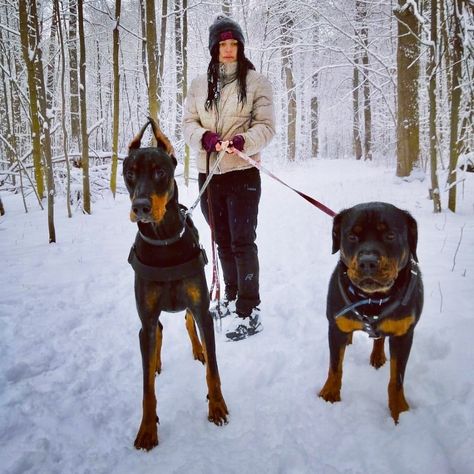 Rottweilers And Dobermans, Rottweiler And Doberman Together, Doberman And Rottweiler, Rottweiler And Doberman, Rottweiler Aesthetic, European Doberman, German Rottweiler, Getting A Puppy