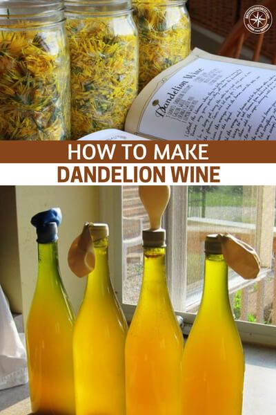 Dandelion Wine Recipe, Homestead Breakfast, Rhubarb Wine, Wine Making Recipes, Homemade Wine Recipes, Wine At Home, Mead Recipe, Dandelion Wine, Wine Recipe