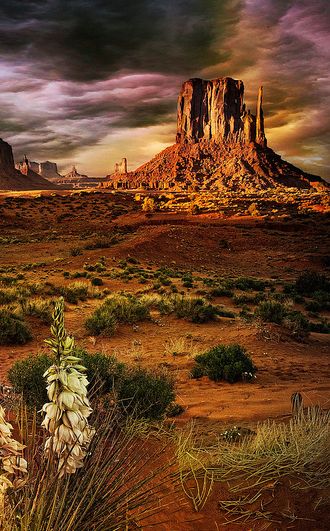 Monument Valley Utah, Agave Plant, Southwest Desert, Beautiful Photography, Amazing Nature, Beautiful World, Beautiful Landscapes, Wonders Of The World, Monument Valley