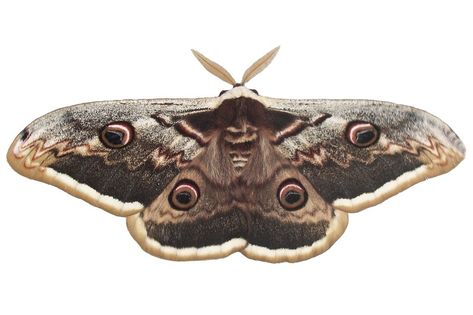 Saturnia pyri, the giant peacock moth, also called the great peacock moth, giant emperor moth, or Viennese emperor on white background. It is the largest European moth. Ilindentsi, Bulgaria-April 2005 Giant Peacock Moth, Giant Moth, Emperor Moth, Cool Bugs, Bug Art, Art Reference Photos, Royalty Free Photos, New Pictures, Moth