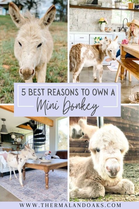 Mini Donkeys: 5 Reasons to Have Them — Thermaland Oaks Animals To Have On A Homestead, Mini Highland Cow Shelter, Cool Farm Animals, Best Farm Animals For Beginners, Mini Farm Layout Ideas, Mini Cow Farm, Donkey House Ideas, Donkey Enclosure Ideas, Hobby Farm Animals