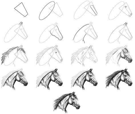 Horse Head Sketch, Draw A Horse Head, Horse Face Drawing, Horse Head Drawing, Draw A Horse, Majestic Art, Draw A Rose, Head Sketch, Horse Skull