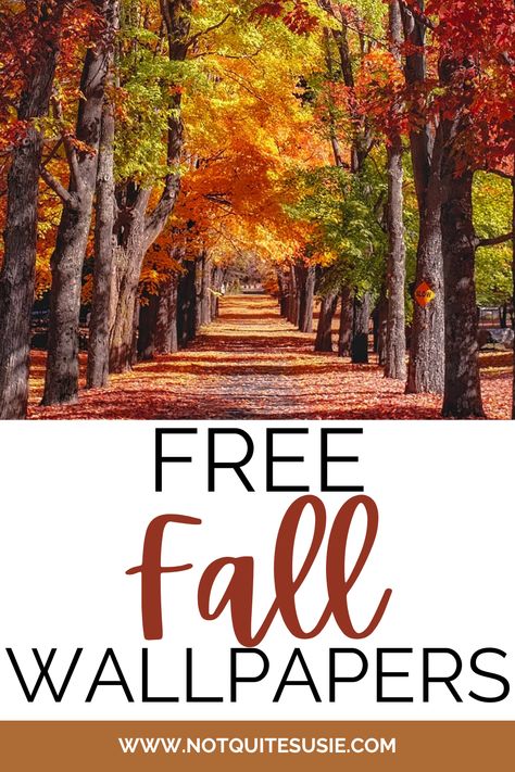 Pictures For Phone Wallpapers, Fall I Phone Wallpapers, Autumnal Phone Background, Autumn Cozy Aesthetic Wallpaper, Fall Pictures Background, Screen Wallpaper Free, Fall Images Autumn Beautiful Wallpaper, Fall Wallpaper Free, Fall Scenes Wallpaper