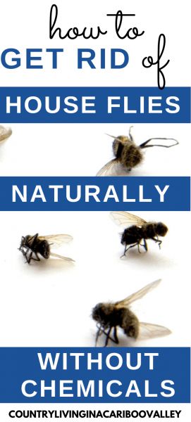 Natural Ways to Get Rid of House Flies - Country Living in a Cariboo Valley Flys In The House, Home Remedies For Flies, How To Catch Flies, House Fly Traps, Fly Remedies, Fly Repellant Diy, Homemade Fly Spray, Homemade Fly Traps, Killing Flies