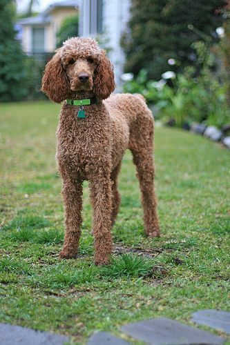 40 Poodle Haircuts You'll Definitely Love - HairstyleCamp Standard Poodle Haircuts, Poodle Doodles, Poodle Haircuts, Anjing Poodle, Poodle Haircut Styles, Brown Poodle, Poodle Hair, Poodle Haircut, Poodle Cuts