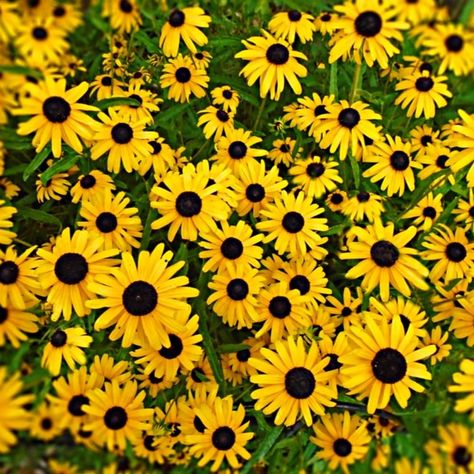 PRICES MAY VARY. Black-eyed Susan vines have 1- to 2-inch orange flowers. Decorate rustic doors, mailboxes, and more with twining black-eyed Susan vines that will provide blooms galore all summer long. This vine is easy to control and will still look good year-round. If you have any questions about the product, please feel free to contact us. Black Eyed Susan Flower Seeds - 300+ Perennial Black Eyed Susan Flower Seeds - Non-GMO Flower Seeds - Attracts Pollinators Black Eyed Susan Vine, Black Eyed Susan Flower, American Meadows, Attract Pollinators, Rustic Doors, Black Eyed Susan, Black Eyed, Indian Summer, Flower Seeds