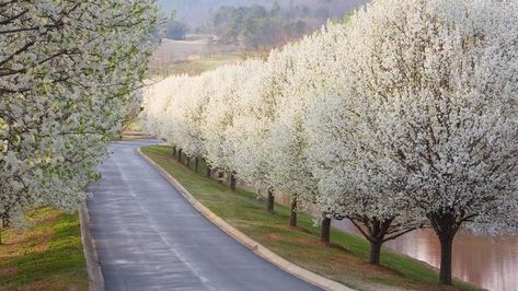 Bradford Pear Tree, Flowering Pear Tree, Tree Lined Driveway, Plans Architecture, Street Trees, Blooming Trees, Pear Trees, Pear Tree, Invasive Species