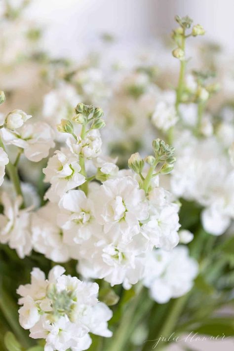 Matthiola Incana, Stock Flower, Flower Arrangement, White Flowers, Flowers, White