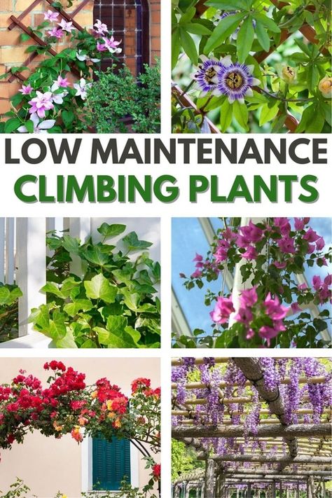 Climbers Plants Fence Garden Trellis, Garden Wall Climbing Plants, House Vines Outdoor, Patio Vine Wall, Flowers On House Wall Exterior, Climbing Plants Trellis Ideas, Climbing Plants On Pergola, Pergola Plants Vines Patio, Garden Climbing Plants