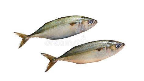 Aila Fish Bangada (Mackerel) fish isolated on white background royalty free stock photography Fish Image, Mackerel Fish, Fresh Fish, Vector Shapes, Stock Photography Free, Stock Photography, White Background, Royalty, Royalty Free