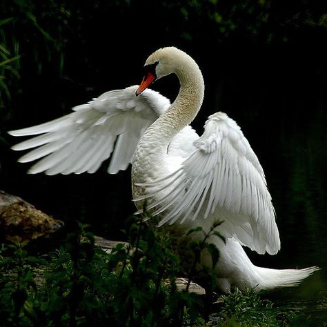 So graceful! Swan with one extended wing... Swan Wings, Swan Tattoo, Swan Pictures, Swan Love, Swan Painting, Swans Art, Mute Swan, Beautiful Swan, 강아지 그림