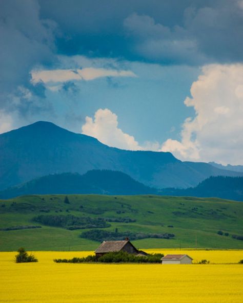 Landscape Ideas Front Yard Curb Appeal, Lukisan Lanskap, Spring Field, Canola Field, Yellow Field, Photos Black And White, Field Photography, Canada Photography, Landscape Edging