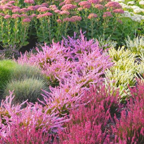 Heather, sedum, and blue fescue Simple Flower Bed Ideas, Brick Flower Bed, Rock Flower Beds, Heather Gardens, Purple Salvia, Heather Flower, Deck Or Patio, Easy Perennials, Flower Bed Edging