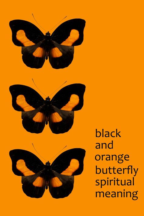 Spiritual Meaning of a Black and Orange Butterfly Butterfly Spiritual, Butterfly Symbolism, Orange And Black Butterfly, Butterfly Meaning, Animal Spirit Guides, Witch Spirituality, Animal Symbolism, Orange Butterfly, Personal Improvement