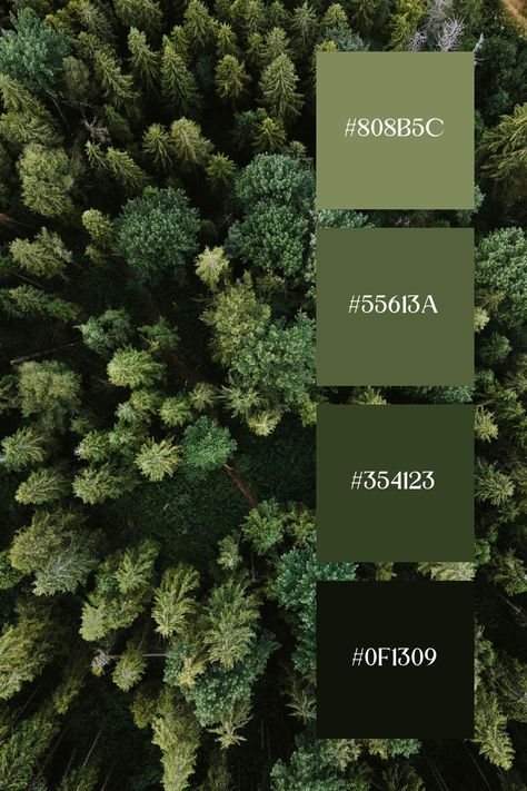 This Dark Green image displays a lush forest from above, showcasing a rich variety of green tones. The deep and vibrant greens of the trees create a dense, natural canopy, evoking a sense of tranquility and connection with nature. Green Palettes Colour Schemes, Deep Forest Green Bedroom, Shades Of Forest Green, Shades Of Green Palette Wedding, Deep Green Wedding Decor, Pretty Shades Of Green, Forest Green Pallet, Different Green Colors Shades, Rainforest Color Palette